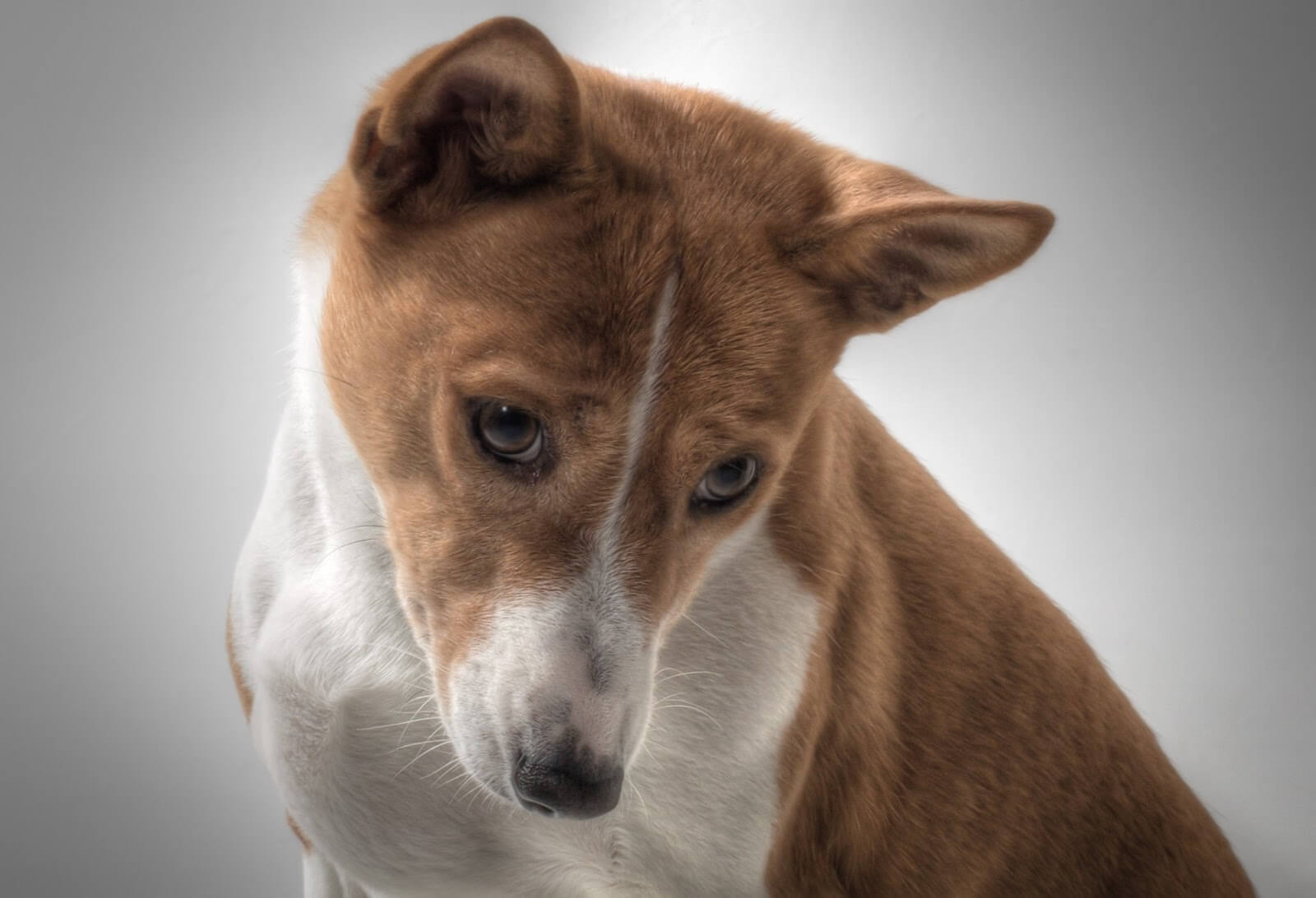 Croquettes pour Basenji