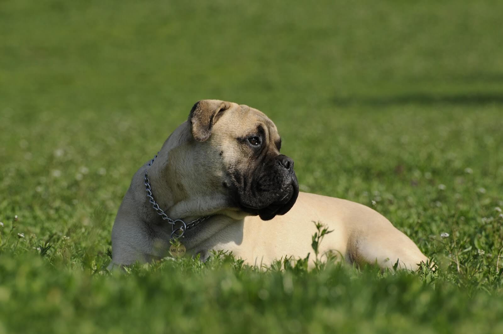 Croquettes pour Bullmastiff