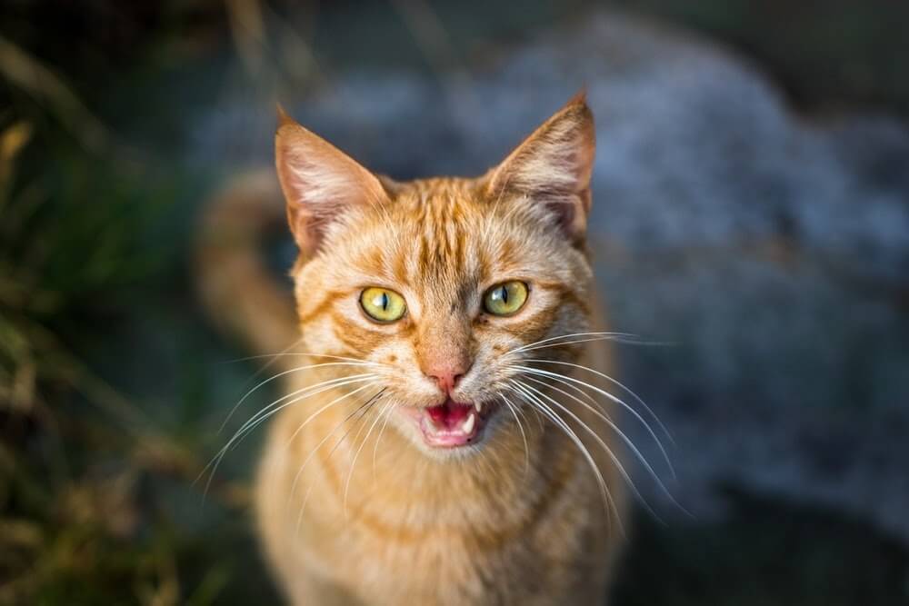 Chat qui miaule tout le temps