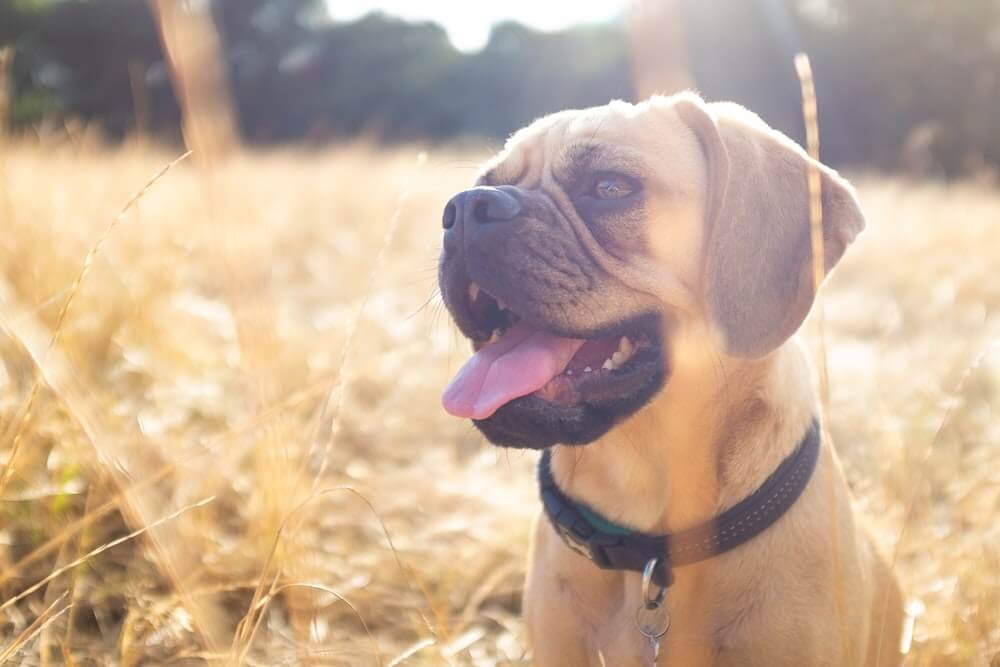 puces chien homme
