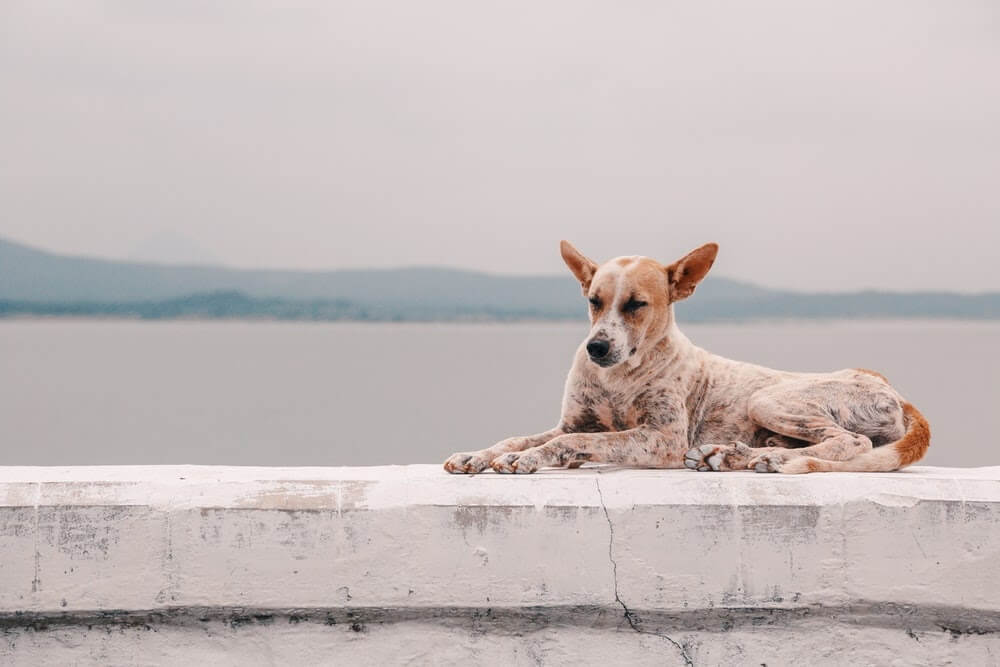 leishmaniose chez le chien