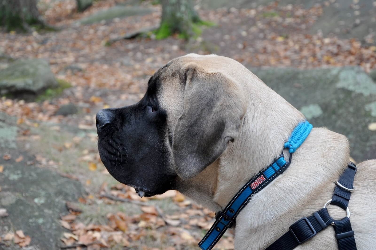 Croquettes pour Mastiff