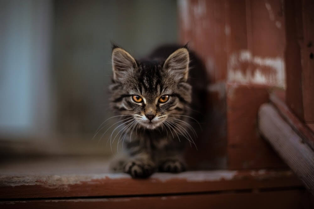 soigner les vers avec un vermifuge pour chat