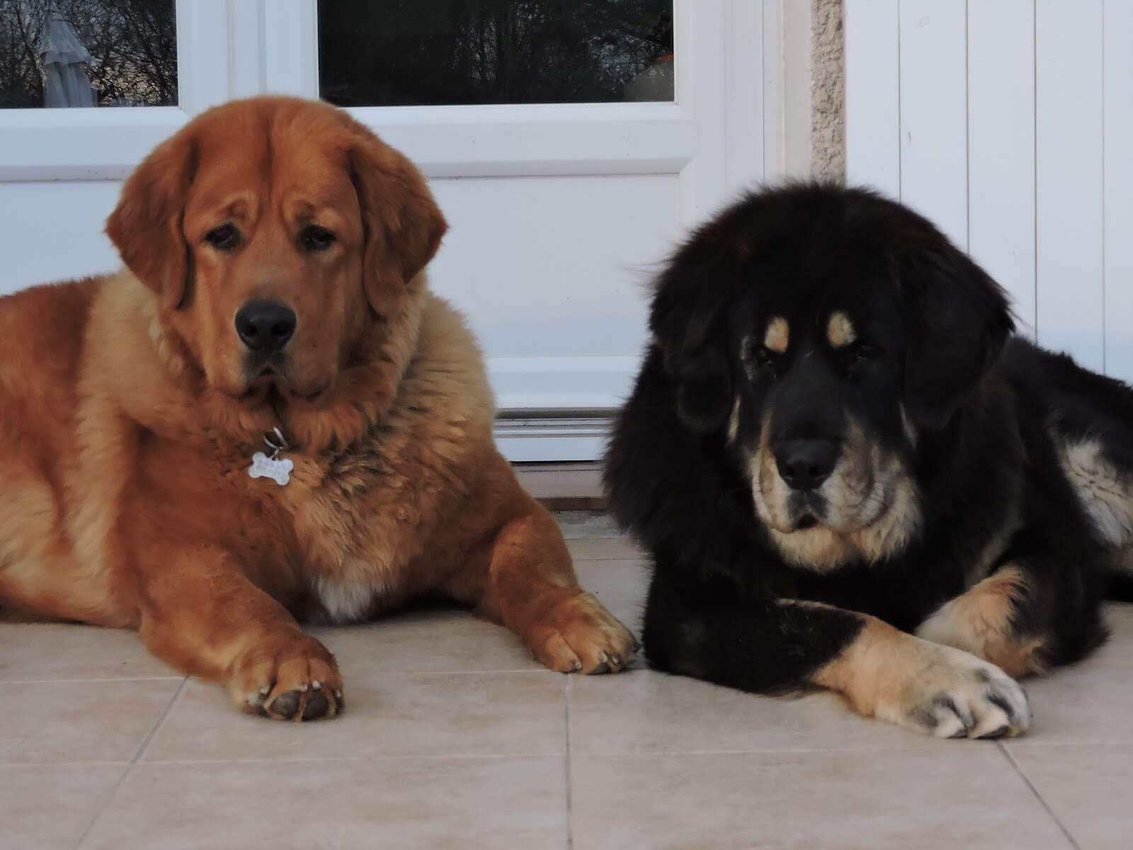 Croquettes pour Dogue du Tibet