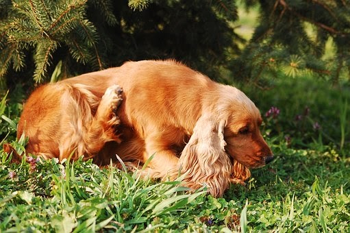 démangeaison chez le chien