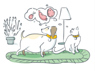 Hector Kitchen Artikel Übergewicht Hund Katze