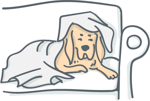 Gesundheitsprobleme beim Hund