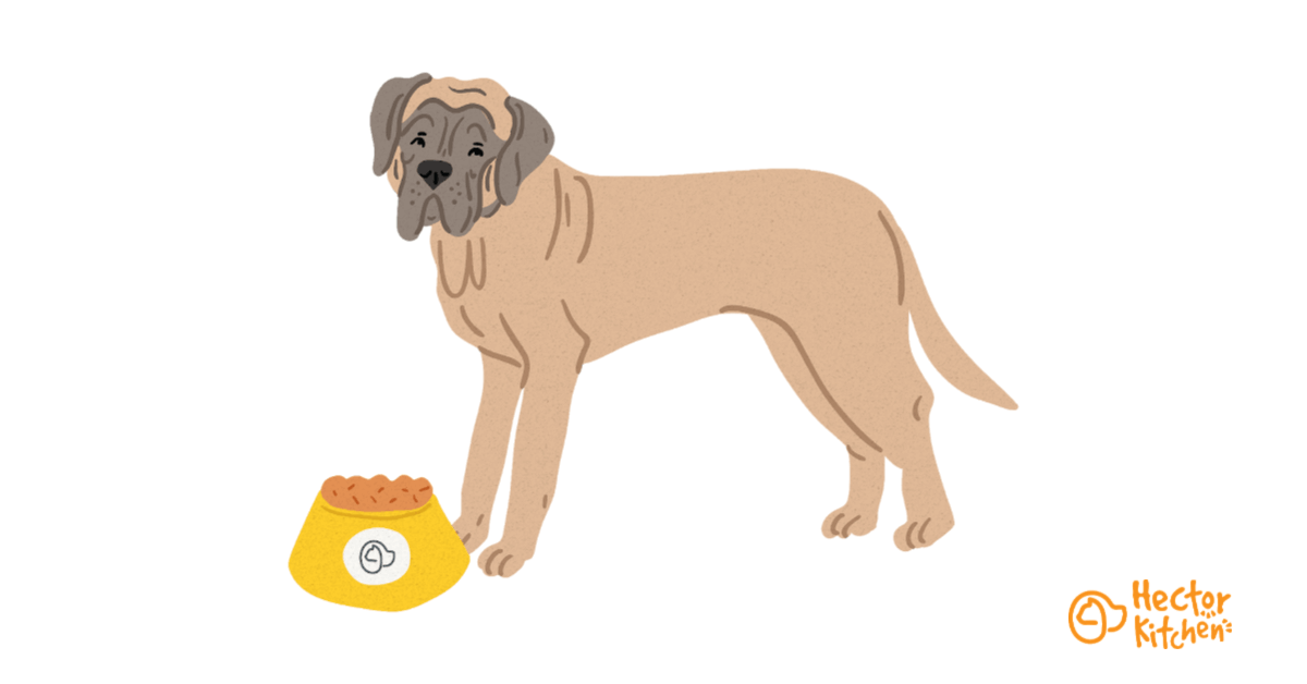 Croquettes Mastiff