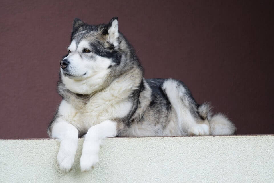 Malamute thinking