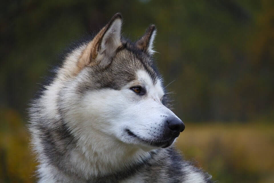 Malamute Cute