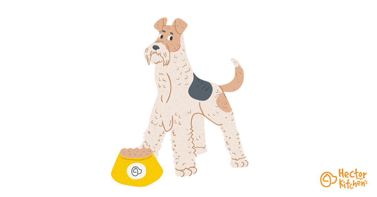 fox-terrier-race