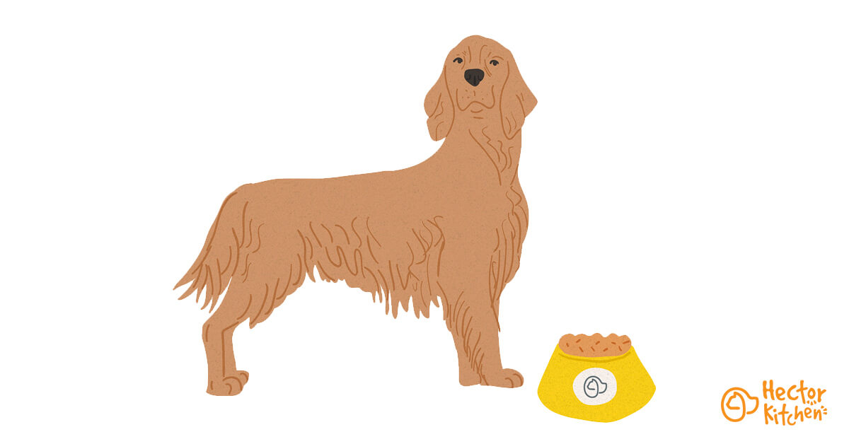 setter-irlandais-race