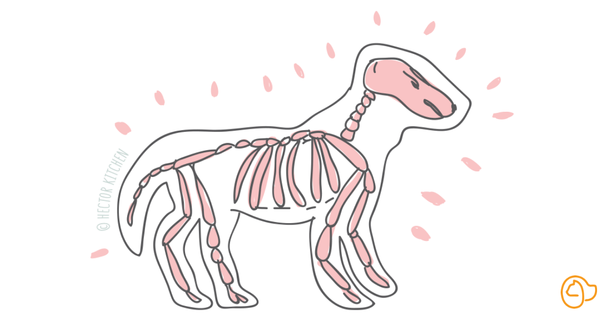 Arthrose chien