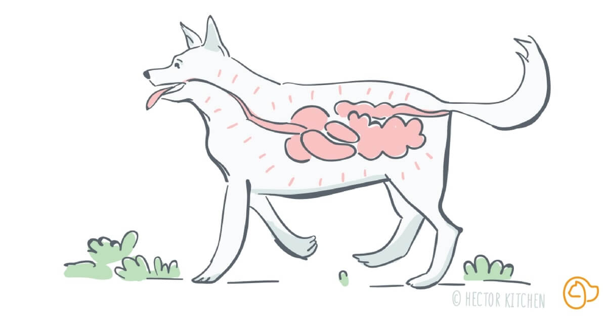 La digestion chez le chien