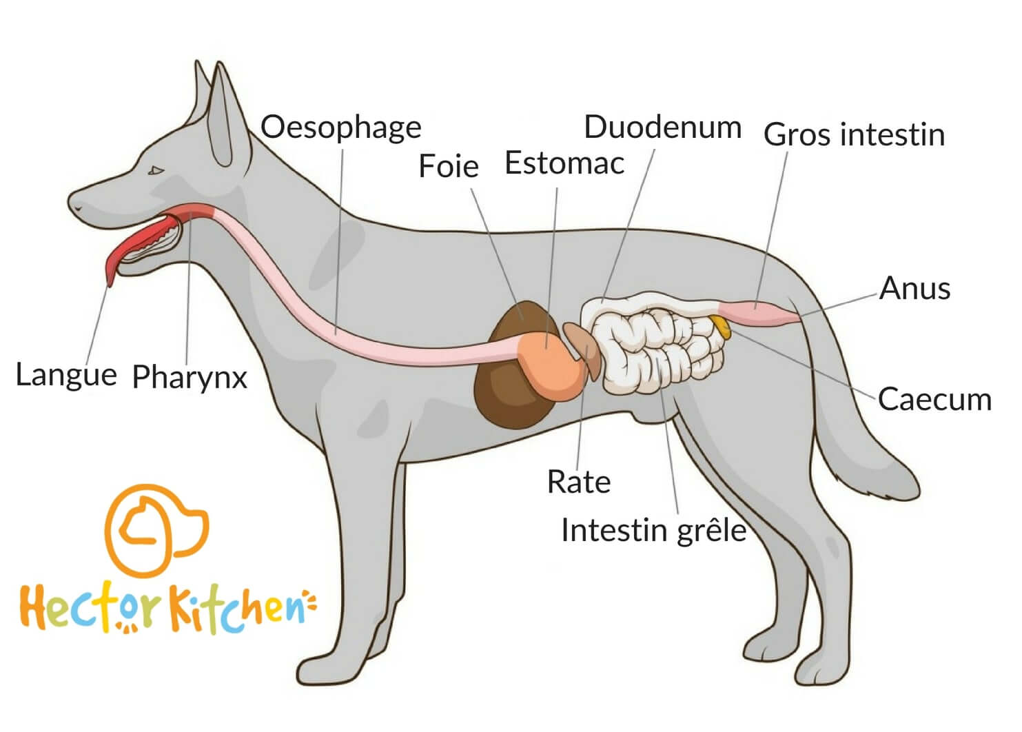 Illustration du systeme digestif du chien