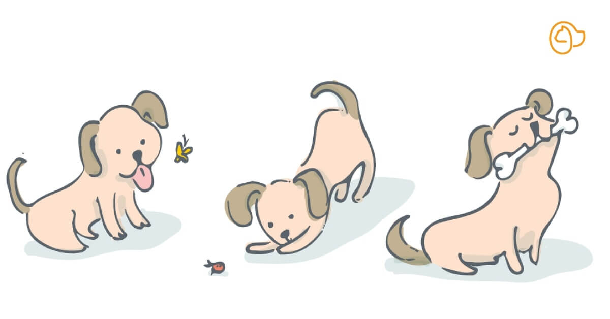 Quelles croquettes choisir pour son chiot ?
