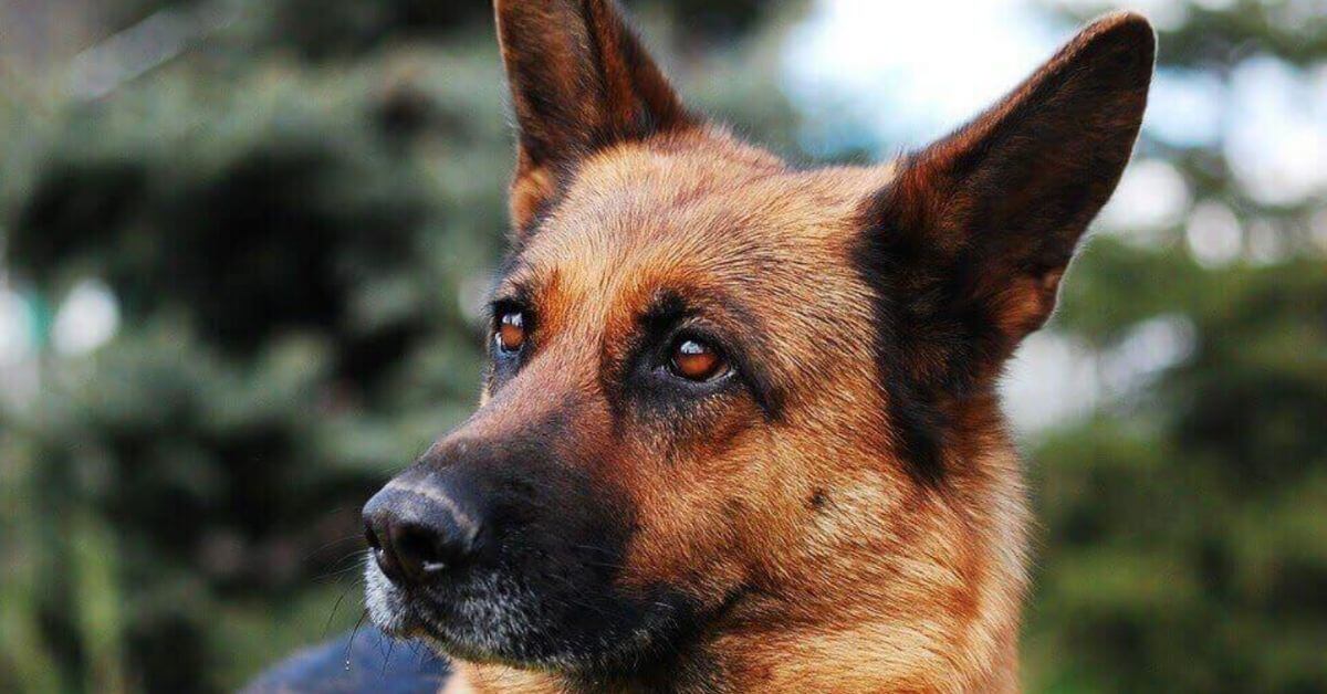berger allemand