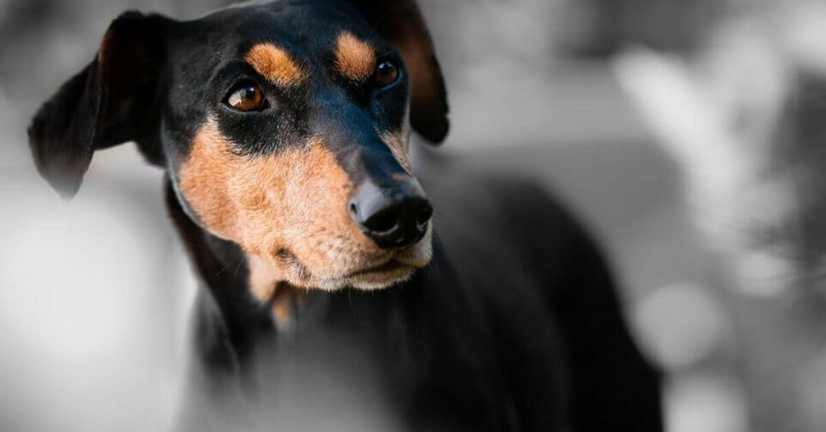 pinscher