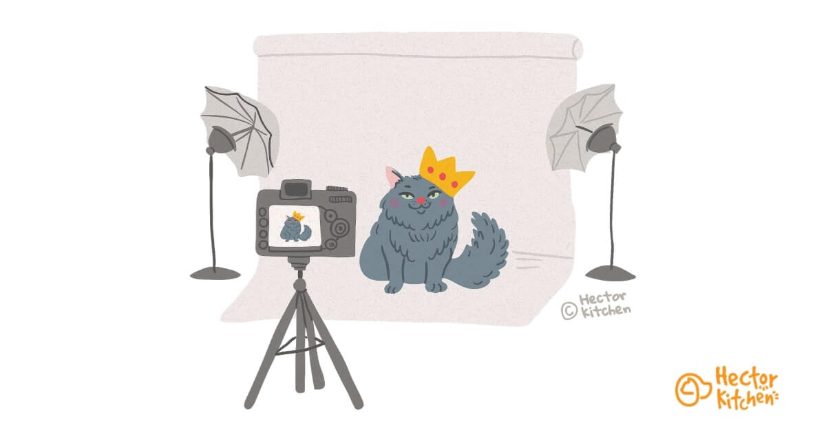 Conseils pour bien photographier son chat