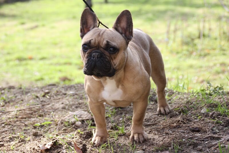 Quelle alimentation pour bouledogue francais ?