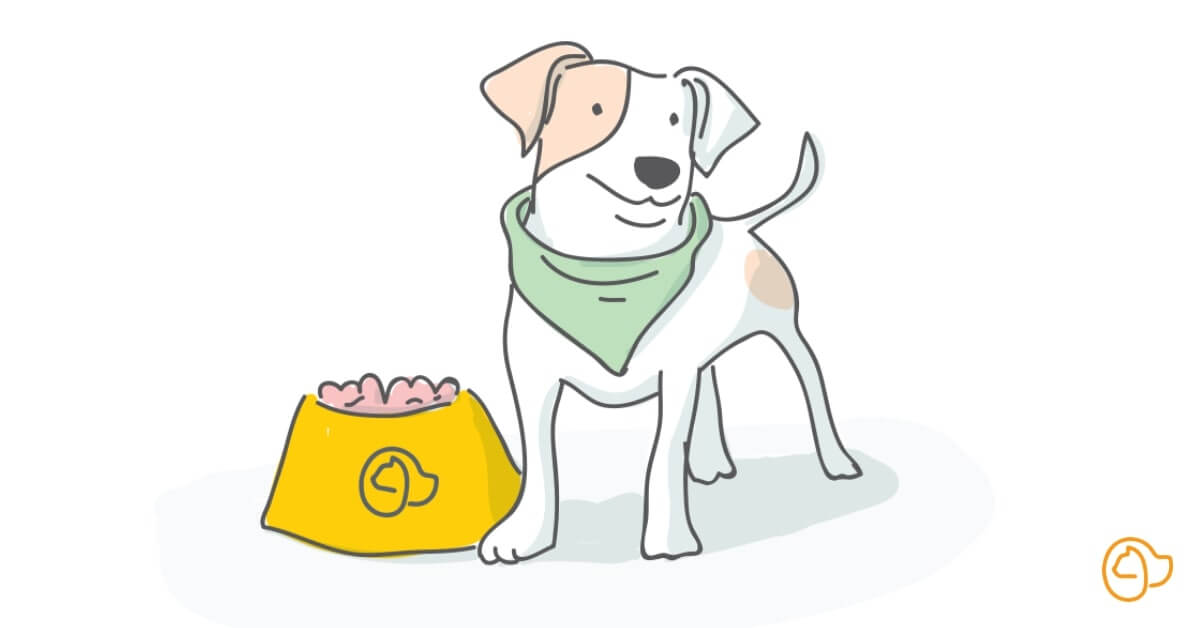 Quelles croquettes pour mon jack russel ?