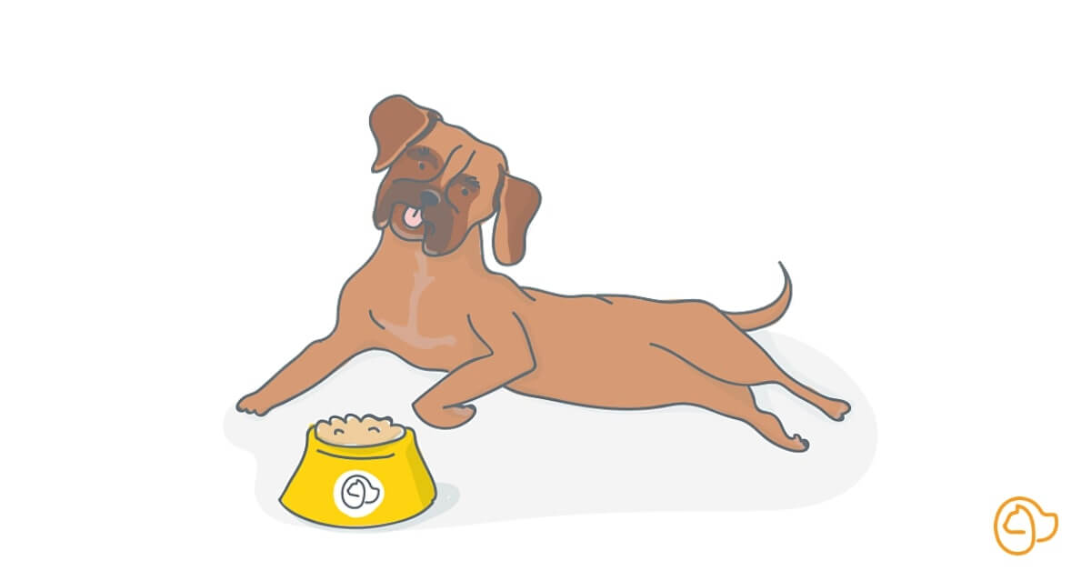 Comment choisir les croquettes pour son boxer