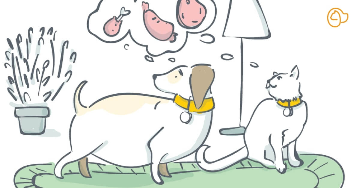 L'obésité chez le chien
