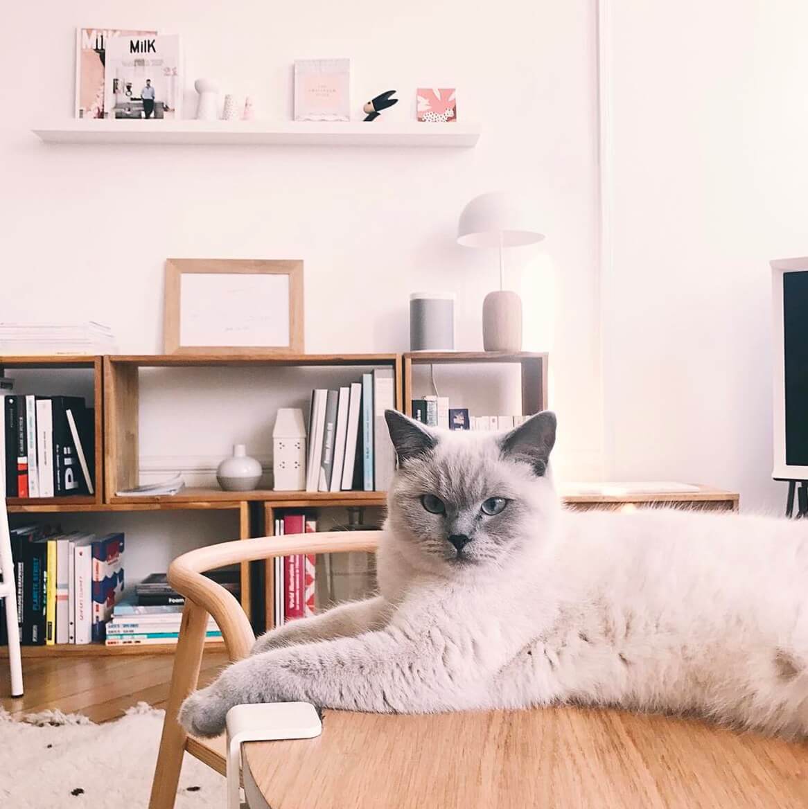 Mon chat est-il bien nourri ?