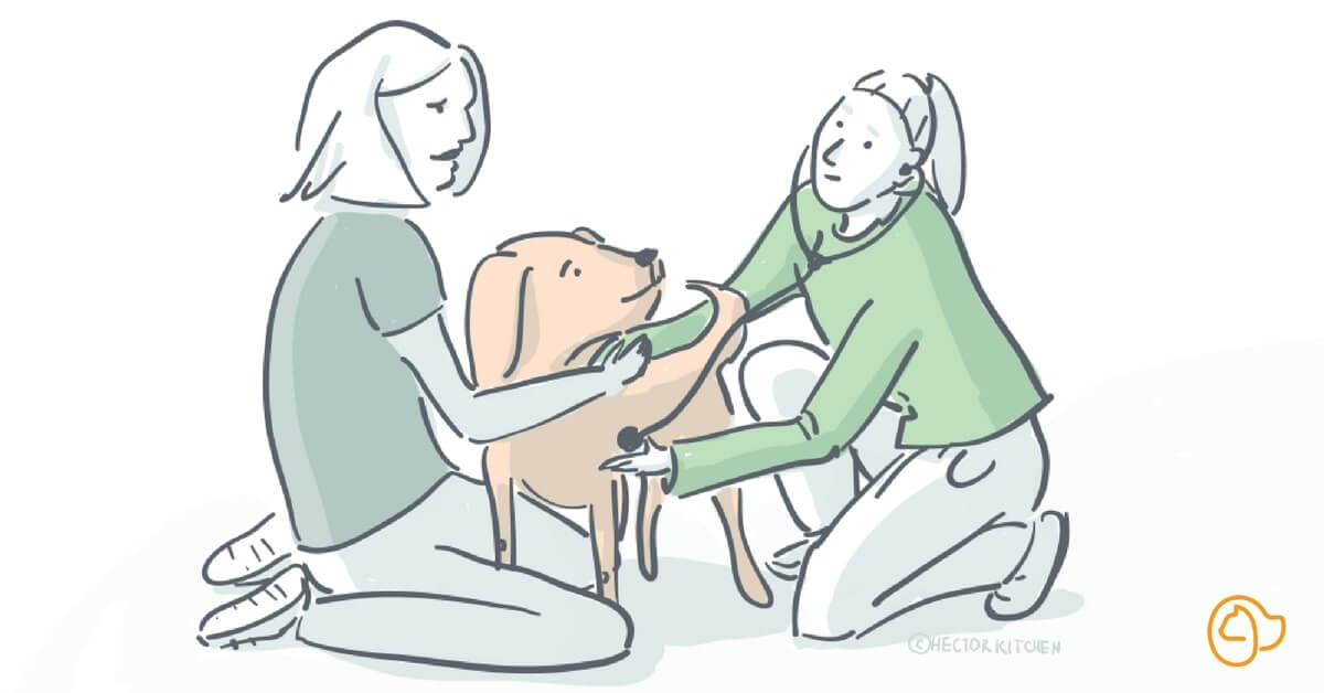 Peur du chien chez le vétérinaire