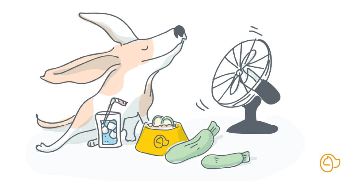 Comment bien hydrater son chien ?