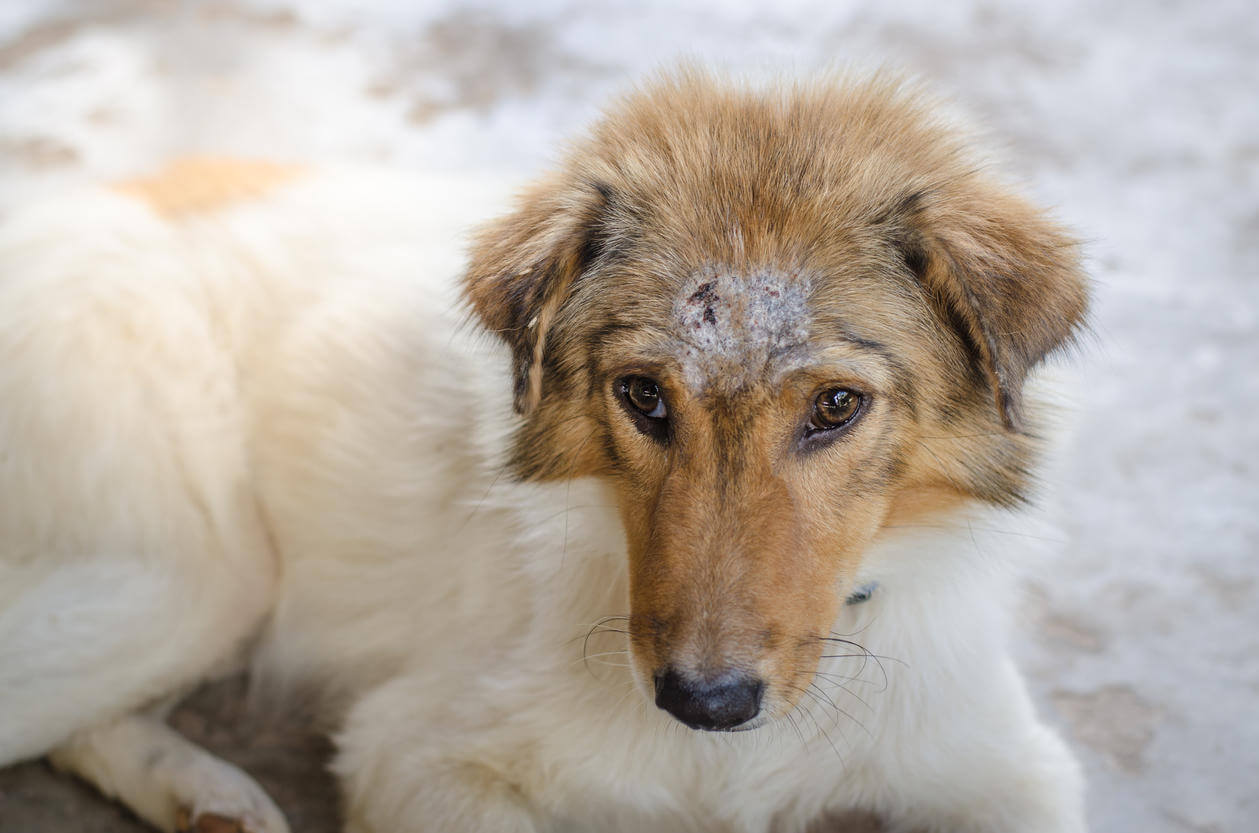 Dermatite chien
