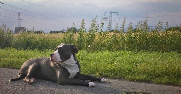 Comment choisir les croquettes pour mon American Bully ?