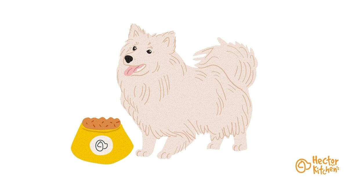 Spitz japonais croquettes