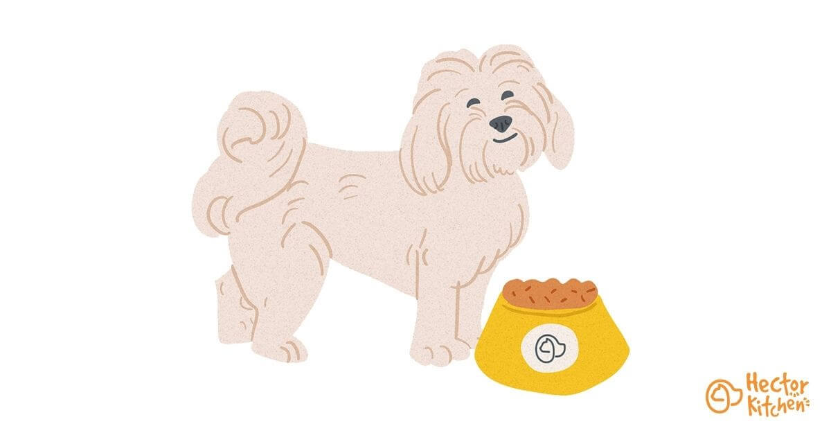 Bichon havanais croquettes
