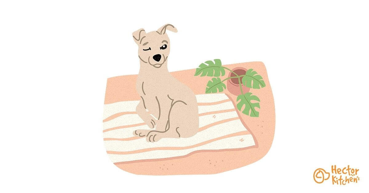 Conjonctivite chez le chien