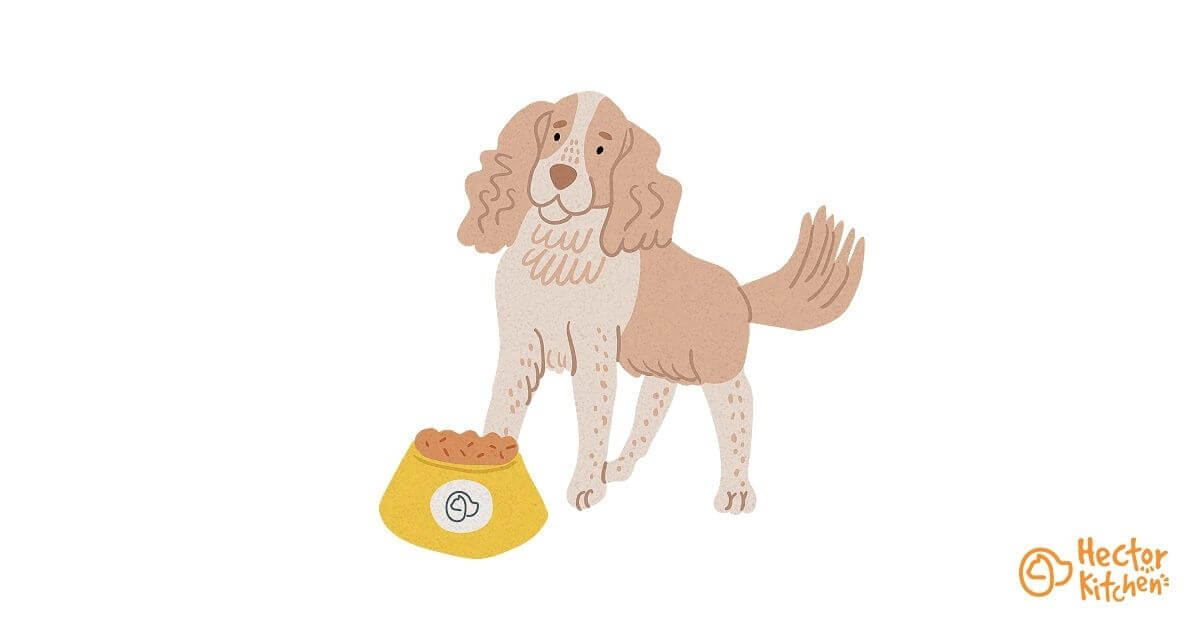Springer Spaniel croquettes