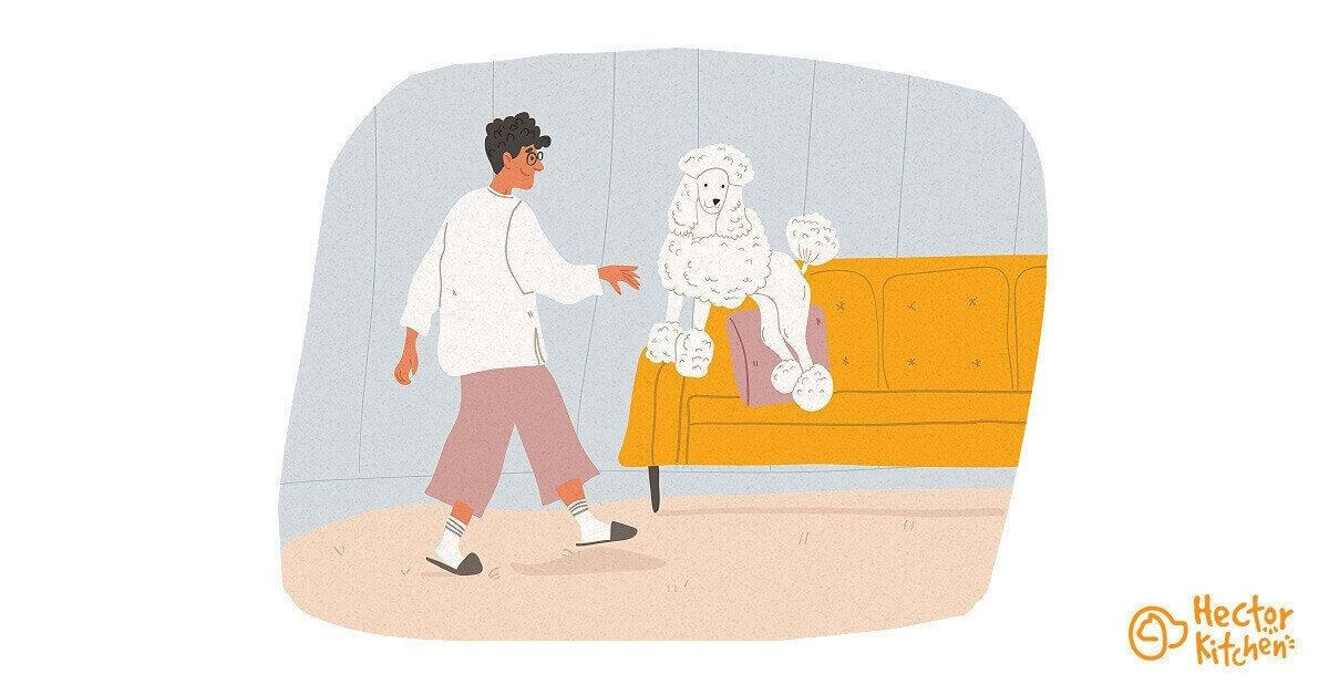 Chien hypoallergènes : la solution pour les allergies ?