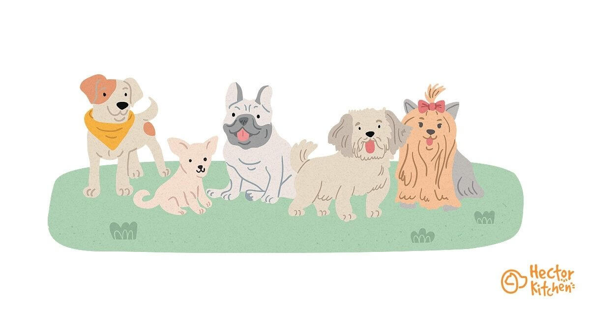 Les races de chiens qui restent petits