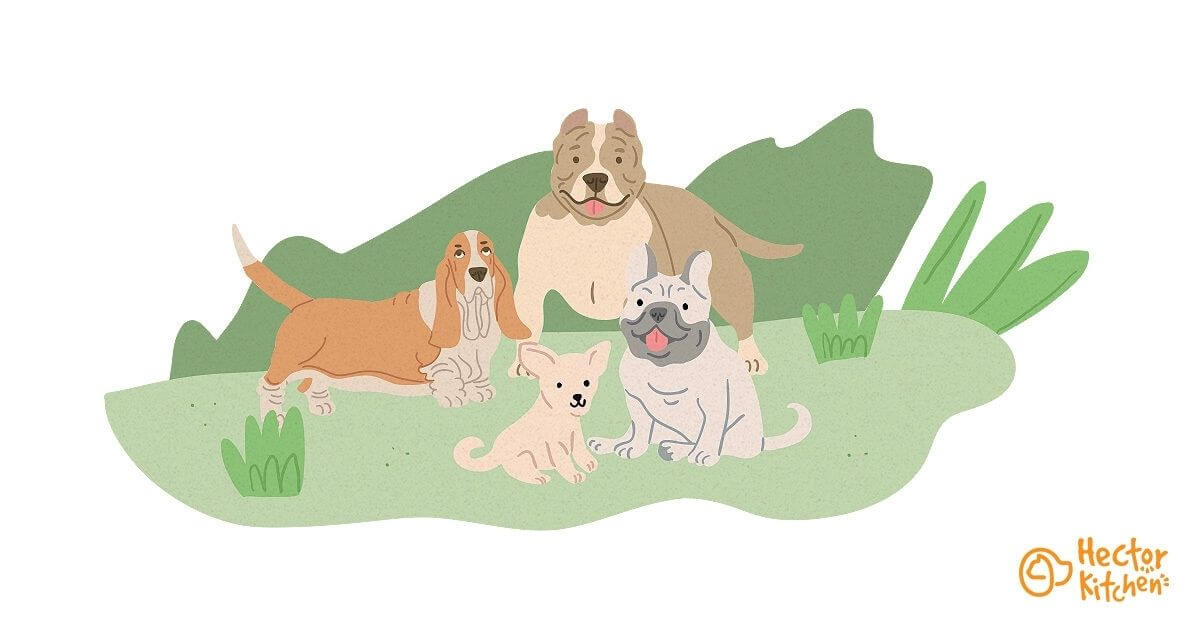 Chiens à poil court : tout savoir