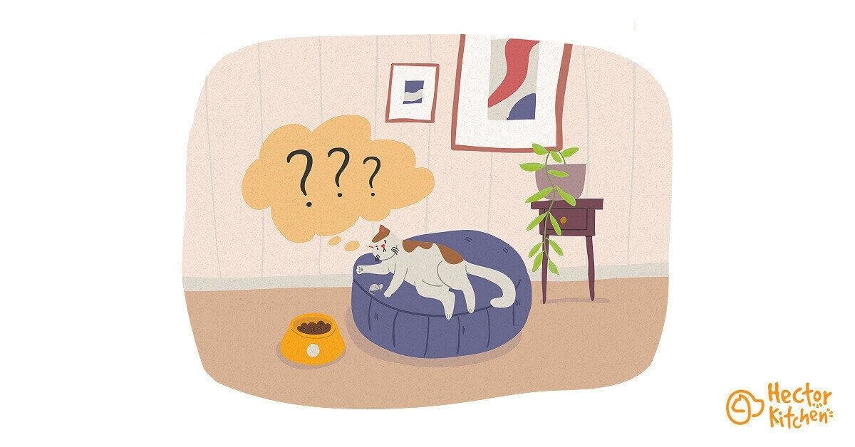Maladies du chat