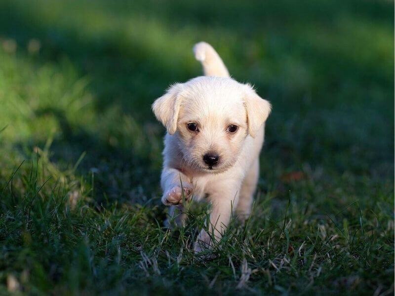 Les besoins nutritionnels du chiot