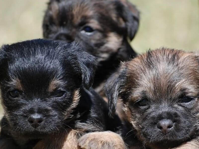 Quelles croquettes pour mon Border Terrier ?