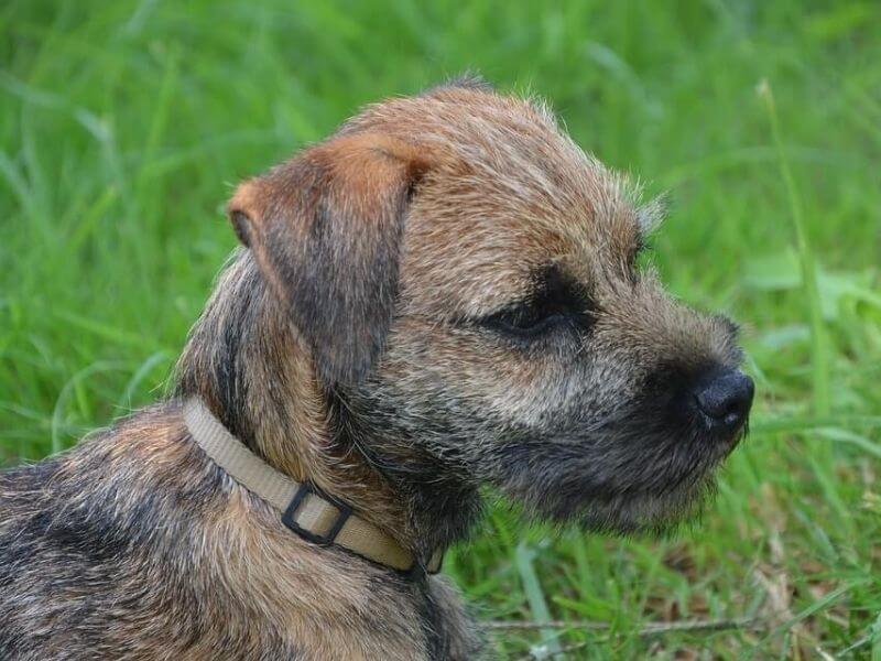 Comment choisir les croquettes pour mon Border Terrier ?