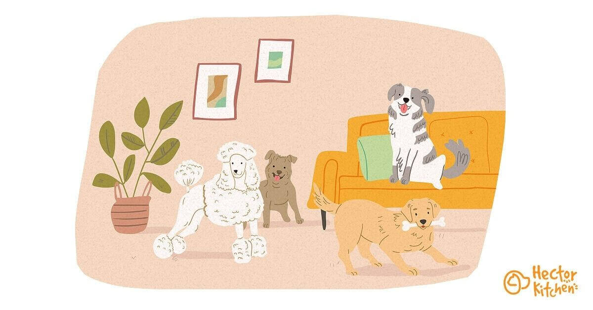 Les races de chien les plus intelligentes