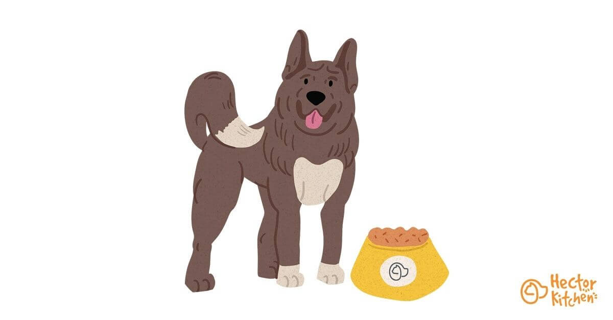 Quelles croquettes choisir pour mon Akita américain ?