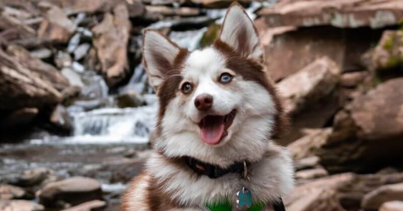 Comment choisir les croquettes pour mon Pomsky ?