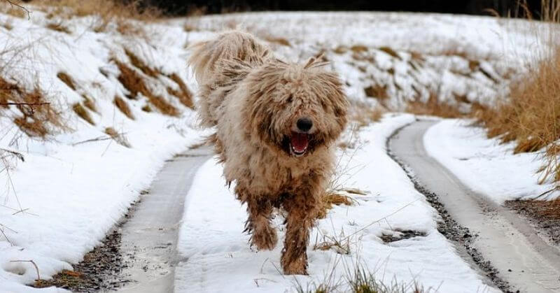 quelles croquettes pour komondor ?