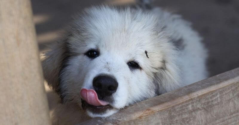 Patou chiot