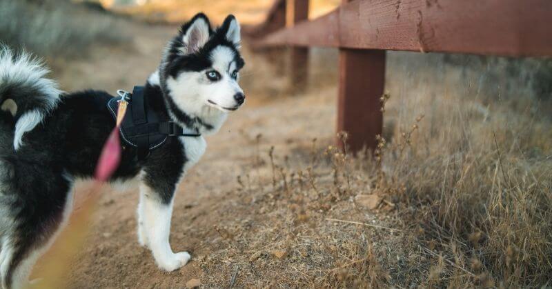 Pomsky