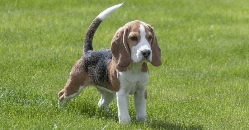 Beagle